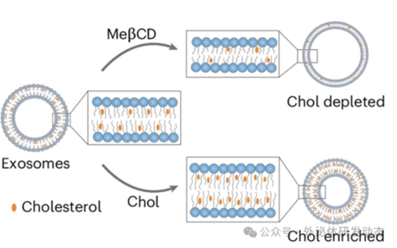 同膽固醇含量外泌體的制備及理化表征